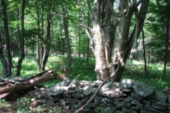 IMG_6924-400x300