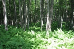 IMG_6927-400x300
