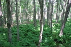 IMG_6928-400x300