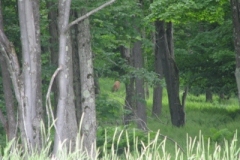 IMG_9100-400x300