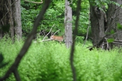 IMG_9165-400x300