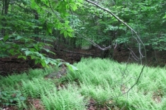 IMG_9167-400x300