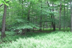 IMG_9171-400x300