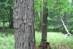 IMG_9172-400x300