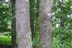 IMG_9174-400x300
