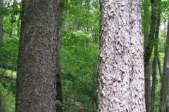 IMG_9177-400x300