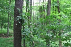 IMG_9178-400x300