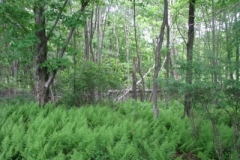 IMG_9258-400x300