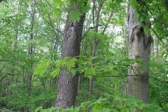 IMG_9259-400x300