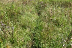 IMG_0458-400x300
