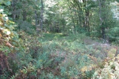 IMG_0806-400x300