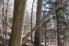 IMG_1333-400x300