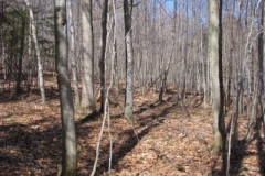 IMG_1363-400x300