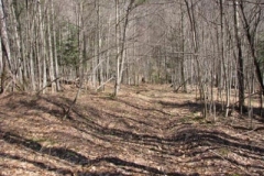 IMG_1364-400x300