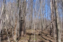 IMG_1370-400x300
