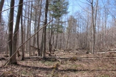 IMG_1372-400x300