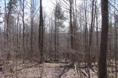 IMG_1376-400x300