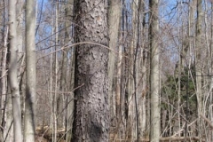 IMG_1377-400x300