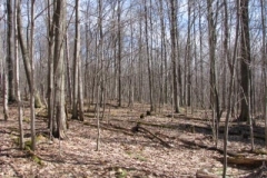 IMG_1381-400x300