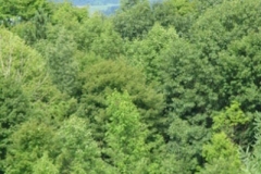 IMG_7085-300x400