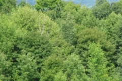 IMG_7086-300x400