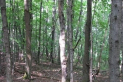 IMG_7093-400x300