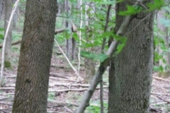 IMG_7098-300x400