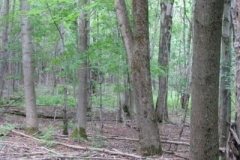 IMG_7099-400x300