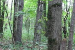 IMG_7100-300x400