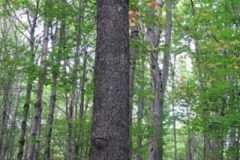 IMG_7101-300x400
