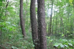 IMG_7102-400x300