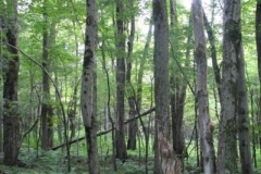 IMG_7103-400x300