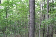 IMG_7104-300x400