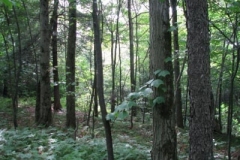 IMG_7105-400x300
