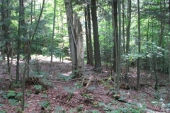 IMG_7108-400x300
