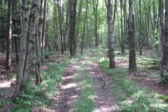 IMG_7109-400x300