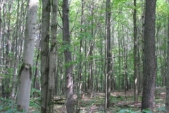IMG_7111-400x300