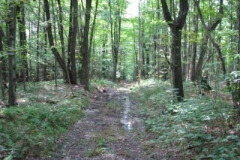 IMG_7113-400x300