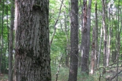 IMG_7115-300x400