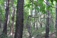 IMG_7119-400x300