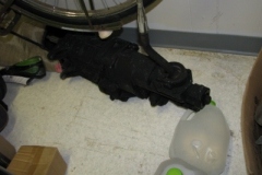 IMG_9199-400x300