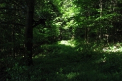 IMG_06142028400x30029