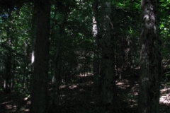 IMG_06152028400x30029