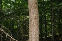 IMG_06212028400x30029
