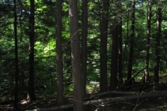 IMG_06282028400x30029