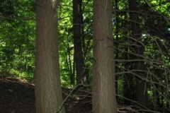 IMG_06292028400x30029