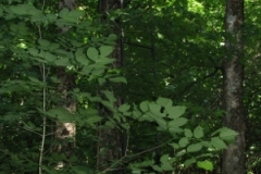 IMG_06412028300x40029