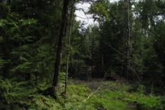IMG_09512028400x30029